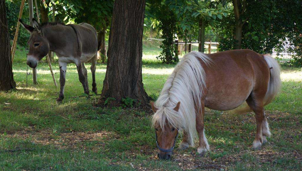 Agriturismo Fior Di Pesco Sommacampagna Bagian luar foto